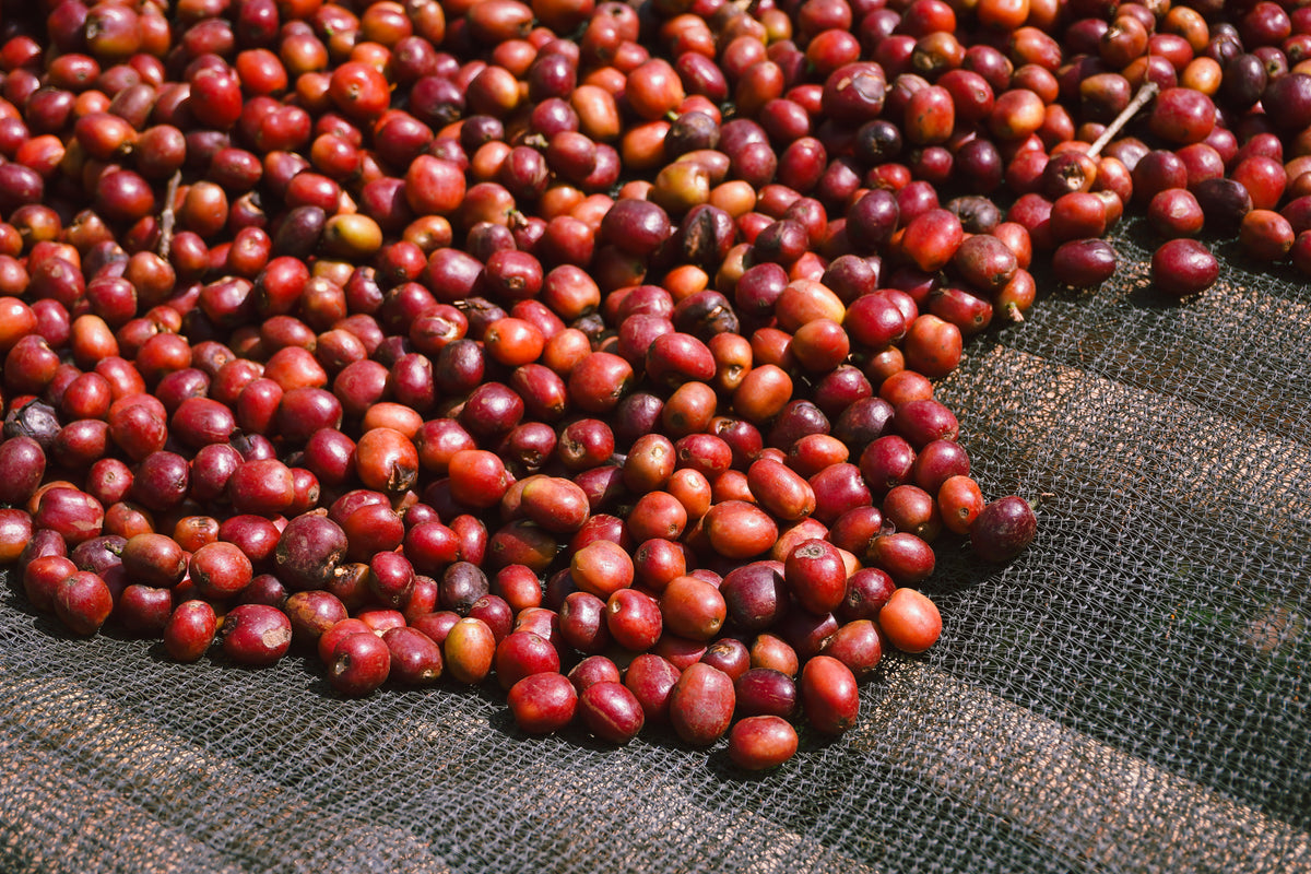 Innovation: Single Origin Roulette Subscription
